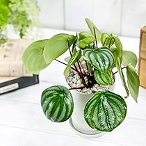 Peperomia argyreia variegated/スイカ ペペロニア⑧ Peperomia argyreia variegated/スイカ ペペロニア⑧
